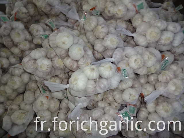 Fresh Normal White Garlic 2019